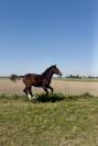 Poulain 1 an 