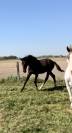 Poulain 1 an 