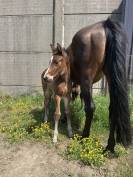 Poulain SF 