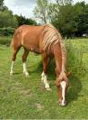 POULICHE 2 ANS WPB Taille CHEVAL