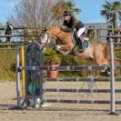 POULICHE 2 ANS WPB Taille CHEVAL