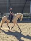 Étalon de sport espagnol champagne 13 ans