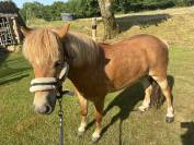 Ruin Shetland Te koop 2019 Vos