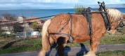 Jument comtoise de 5 ans