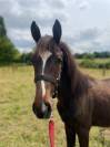 Poulain de 1ans Candy/Flipper 