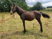 Poulain de 1ans Candy/Flipper 