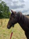 Poulain de 1ans Candy/Flipper 