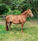 ponette connemara part bred 5 ans