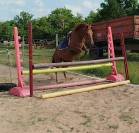 ponette connemara part bred 5 ans
