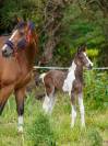 Poulain SF par IELDORADO VAN DE RIB (x BALOU DU ROUET)