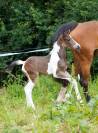 Poulain SF par IELDORADO VAN DE RIB (x BALOU DU ROUET)