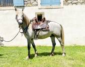 Mistral de Layalle 