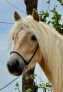 Haflinger merrie met potentie