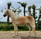 Haflinger merrie met potentie