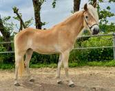 Haflinger merrie met potentie