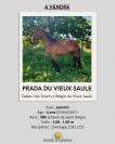 Jument CSO/CCE 4 ans