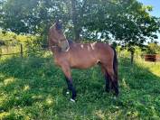 Jument CSO/CCE 4 ans