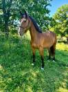 Jument CSO/CCE 4 ans