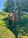 Jument CSO/CCE 4 ans