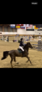 Cavallo francese salto ostacoli
