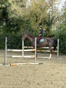 Cavallo francese salto ostacoli