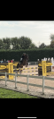 Cavallo francese salto ostacoli