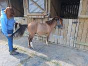 Muffin de la Chevr’horse´Tine