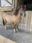 Muffin de la Chevr’horse´Tine
