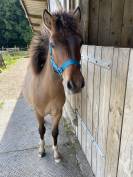 Muffin de la Chevr’horse´Tine