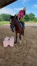 Ponette à vendre 