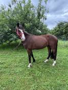 Ponette à vendre 