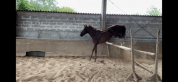À vendre 