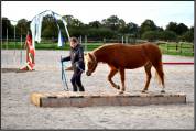 Ponette Dartmoor 5 ans