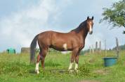 Hongre dressage/hunter 