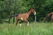 Hongre dressage/hunter 