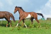 Hongre dressage/hunter 