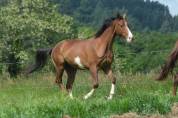 Hongre dressage/hunter 