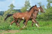 Hongre dressage/hunter 