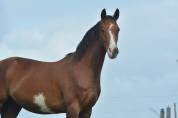 Hongre dressage/hunter 