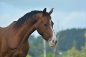 Hongre dressage/hunter 