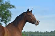 Hongre dressage/hunter 