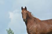 Jument oldenbourg dressage/hunter