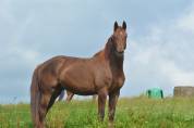 Jument oldenbourg dressage/hunter