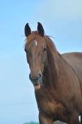 Jument oldenbourg dressage/hunter