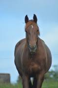 Jument oldenbourg dressage/hunter