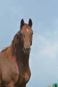 Jument oldenbourg dressage/hunter
