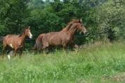 Jument oldenbourg dressage/hunter