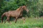Jument oldenbourg dressage/hunter