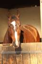 Cheval d une vie !