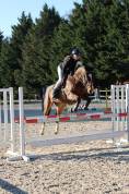 Cheval d une vie !